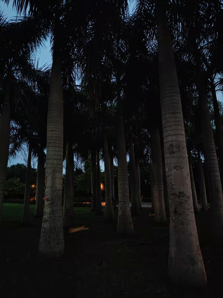 Twilight Palm Grove